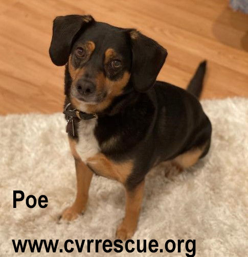 Poe